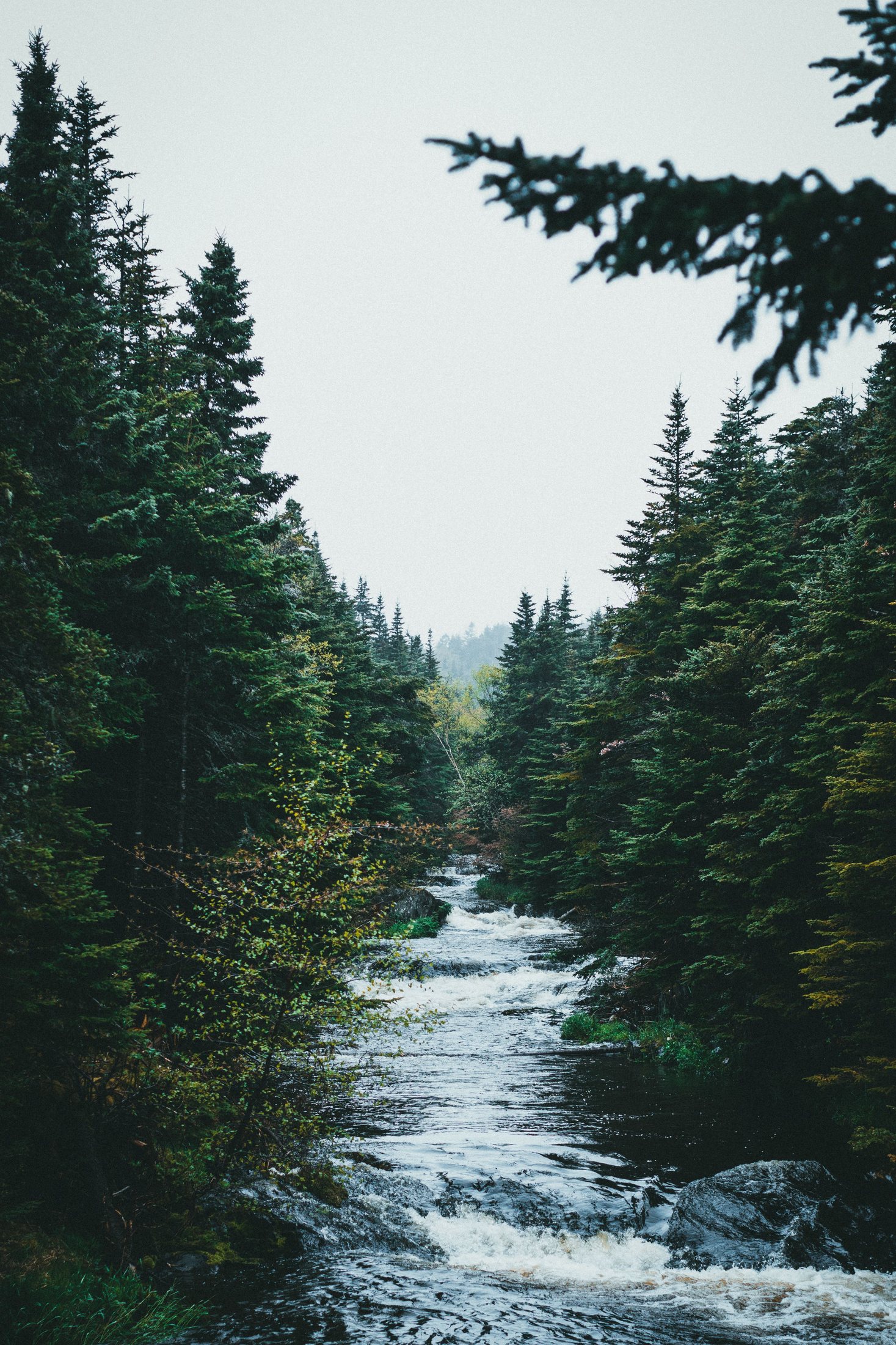 Río entre el bosque nativo